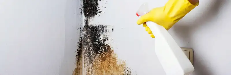 visible mold growth on an interior wall being treated during mold removal service in Wilmington, NC